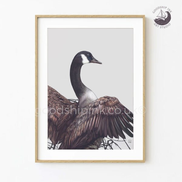 Canada Goose Art Print — Limited Edition Giclée Print, Hand-drawn Bird Illustration